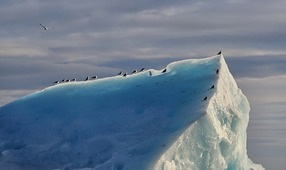 Хрупкая арктическая экосистема требует бережного отношения